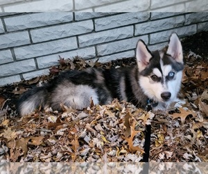 Pomsky Puppy for sale in HOLLAND, MI, USA