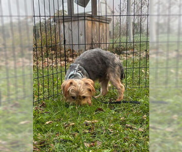 Medium Photo #5 Mutt Puppy For Sale in St. Louis Park, MN, USA