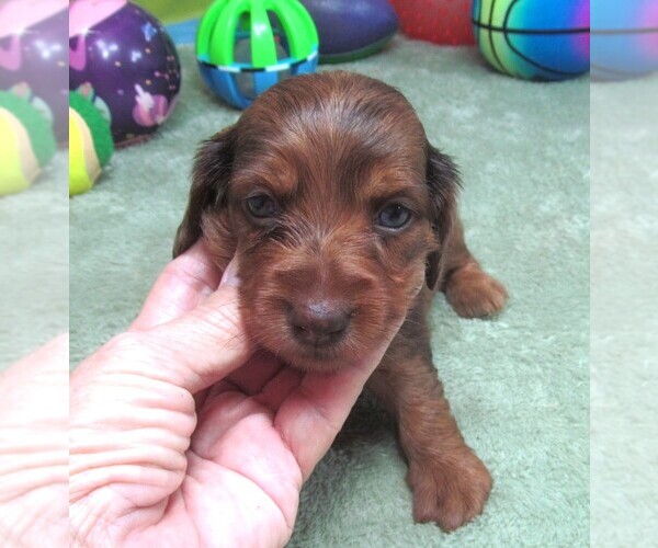 Medium Photo #3 Dachshund Puppy For Sale in RATTAN, OK, USA