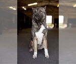Small #1 Akita