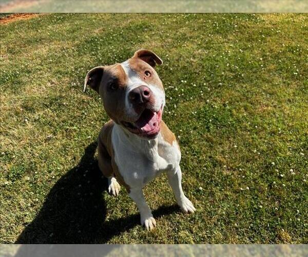 Medium Photo #1 Staffordshire Bull Terrier-Unknown Mix Puppy For Sale in Grovetown, GA, USA