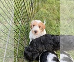 Small #2 Labradoodle