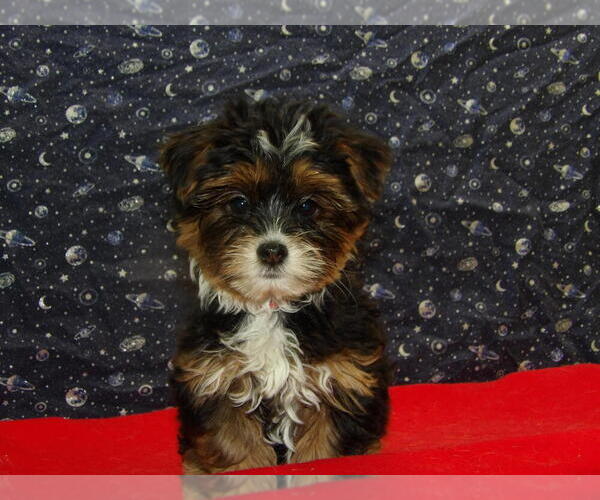 Medium Photo #16 Shorkie Tzu Puppy For Sale in PATERSON, NJ, USA