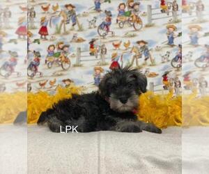 Schnauzer (Miniature) Puppy for sale in WINNSBORO, LA, USA