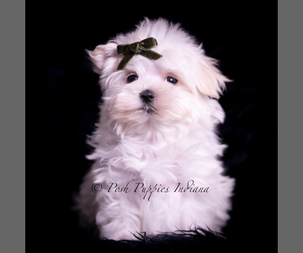 Medium Photo #2 Maltese Puppy For Sale in WARSAW, IN, USA