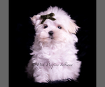 Small #1 Maltese