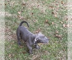 Small #11 American Bully