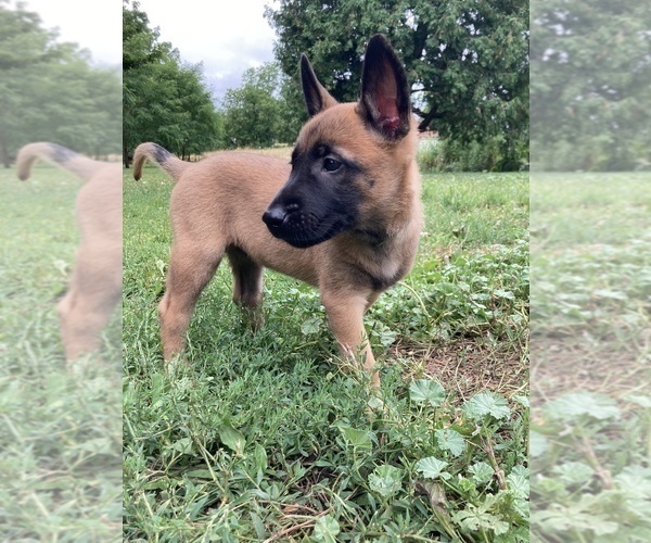 Medium Photo #1 Belgian Malinois Puppy For Sale in SCOTTSVILLE, NY, USA