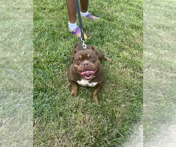 Medium Photo #1 American Bully Puppy For Sale in UPPER MARLBORO, MD, USA