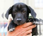 Small #3 Labrador Retriever-Retriever  Mix