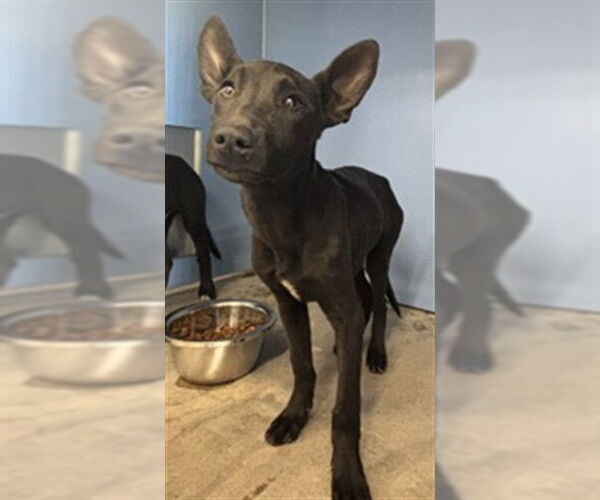 Medium Photo #1 Doberman Pinscher-Labrador Retriever Mix Puppy For Sale in San Bernardino, CA, USA