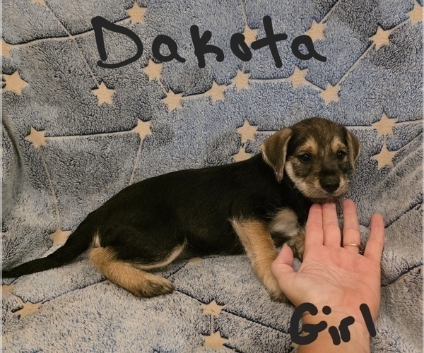 Medium Photo #24 Chizer Puppy For Sale in MONTEZUMA, GA, USA
