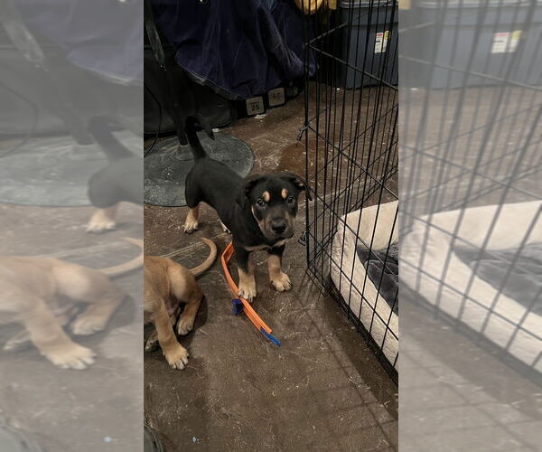 Medium Photo #2 German Shepherd Dog-Unknown Mix Puppy For Sale in Dana Point, CA, USA