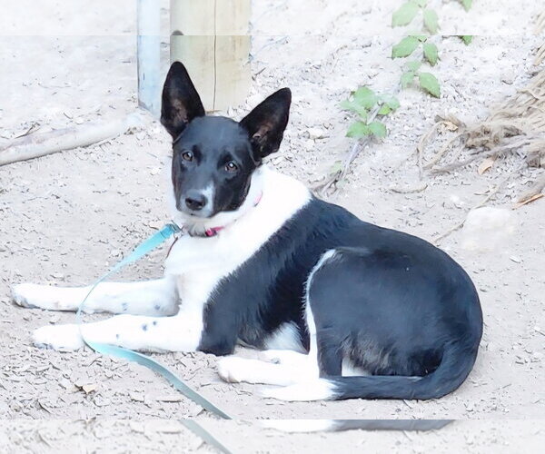 Medium Photo #1 Mutt Puppy For Sale in Paso Robles, CA, USA
