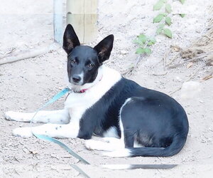 Mutt Dogs for adoption in Paso Robles, CA, USA
