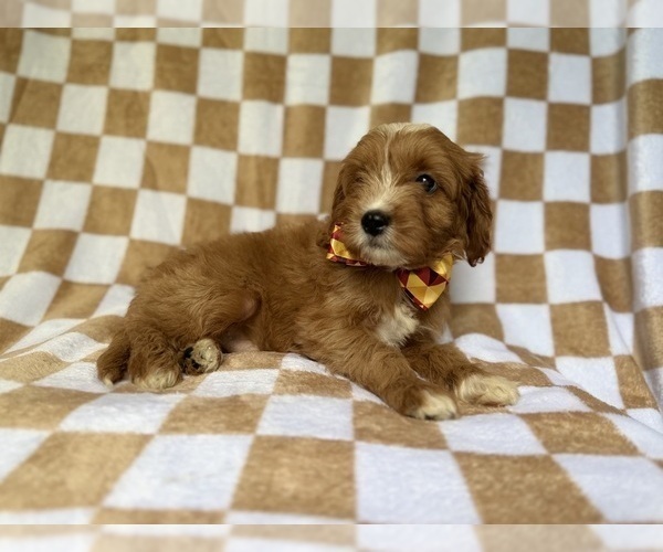 Medium Photo #4 Cavapoo (Miniature) Puppy For Sale in LAKELAND, FL, USA