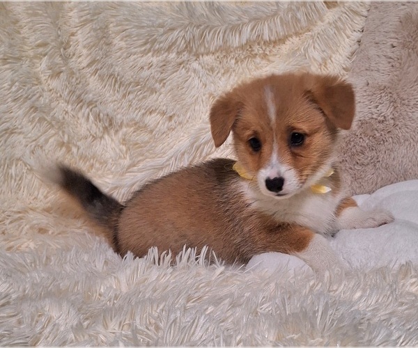 Medium Photo #54 Pembroke Welsh Corgi Puppy For Sale in ARROYO GRANDE, CA, USA