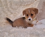 Small Photo #54 Pembroke Welsh Corgi Puppy For Sale in ARROYO GRANDE, CA, USA
