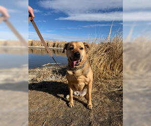 German Shepherd Dog-Unknown Mix Dogs for adoption in Aurora, CO, USA