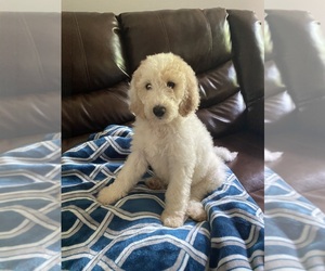 Poodle (Standard) Puppy for sale in LAWRENCEVILLE, GA, USA