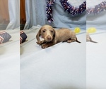 Small Photo #4 Dachshund Puppy For Sale in RICHMOND, TX, USA
