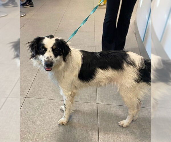 Medium Photo #1 Australian Shepherd Puppy For Sale in Rancho Cucamonga, CA, USA
