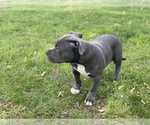 Small Photo #32 American Bully Puppy For Sale in OVERLAND, KS, USA