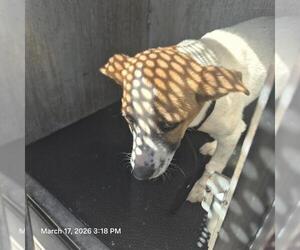 Mutt Dogs for adoption in San Antonio, TX, USA