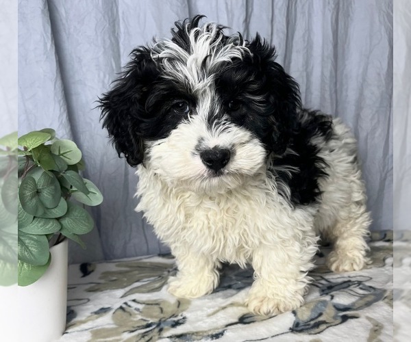 Medium Photo #4 ShihPoo Puppy For Sale in GREENWOOD, IN, USA
