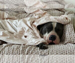Benny (Courtesy) - Male Staffordshire Bull Terrier-Unknown Mix Dog for Adoption - Photo #2