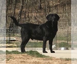Father of the Labrador Retriever puppies born on 11/30/2022
