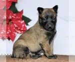 Small #1 Belgian Malinois