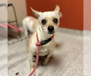 Chihuahua-Unknown Mix Dogs for adoption in Modesto, CA, USA