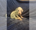 Puppy 7 Dalmatian