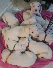 Dogo Argentino Puppy for sale in CERES, CA, USA
