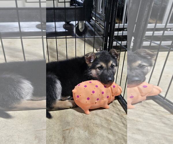Medium Photo #8 German Shepherd Dog Puppy For Sale in Centreville, VA, USA