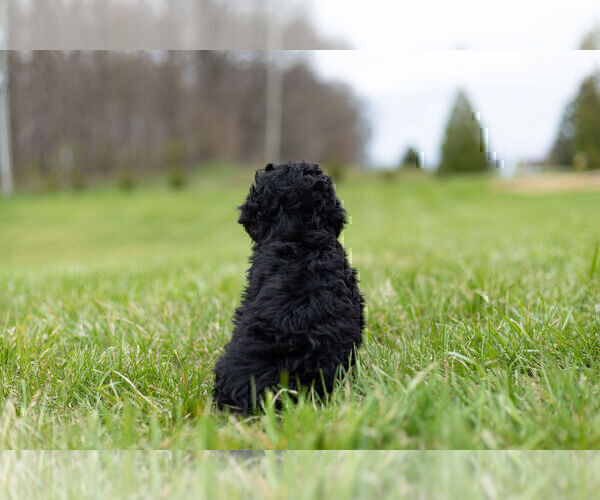 Medium Photo #10 Poodle (Toy) Puppy For Sale in WARSAW, IN, USA