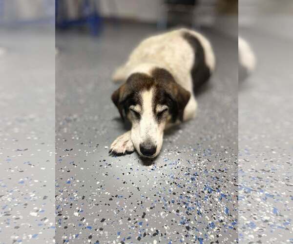 Medium Photo #2 Mutt Puppy For Sale in Gulfport, MI, USA