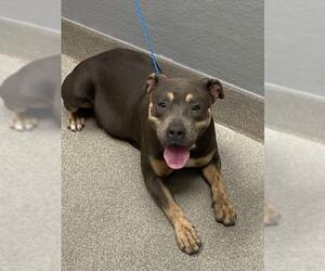Mutt Dogs for adoption in Las Vegas, NV, USA