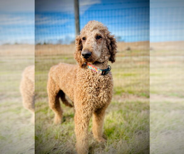 Medium Photo #1 Poodle (Standard) Puppy For Sale in Pacolet, SC, USA