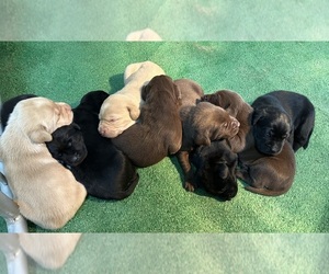 Labrador Retriever Litter for sale in FREDERICKSBG, OH, USA