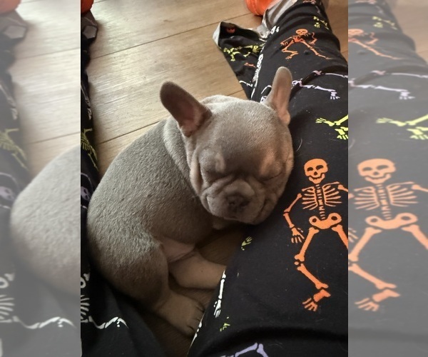 Medium Photo #44 French Bulldog Puppy For Sale in BIG RAPIDS, MI, USA