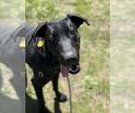 Small #14 Great Dane Mix