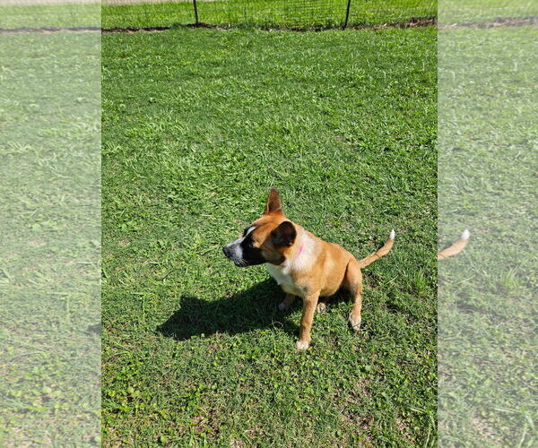 Medium Photo #14 German Shepherd Dog-Unknown Mix Puppy For Sale in Oakhurst, NJ, USA
