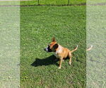 Small #13 German Shepherd Dog Mix