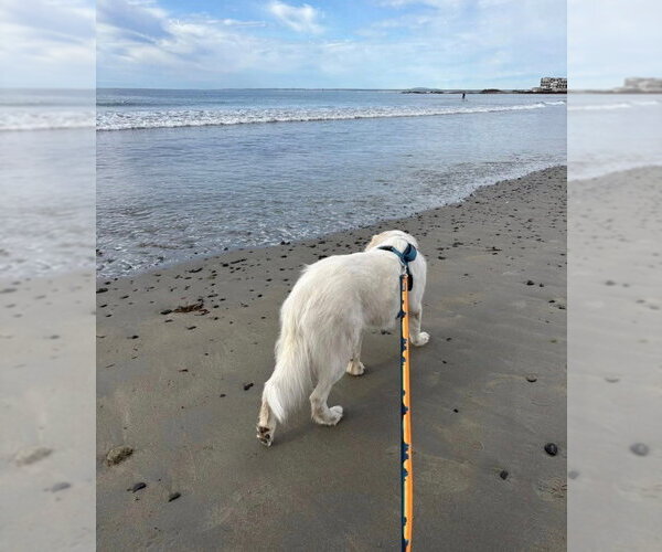 Medium Photo #11 Great Pyrenees Puppy For Sale in Spring, TX, USA