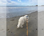 Small #10 Great Pyrenees