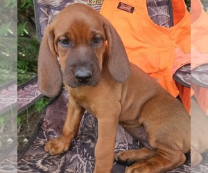 Redbone Coonhound Puppy for sale in DENVER, PA, USA