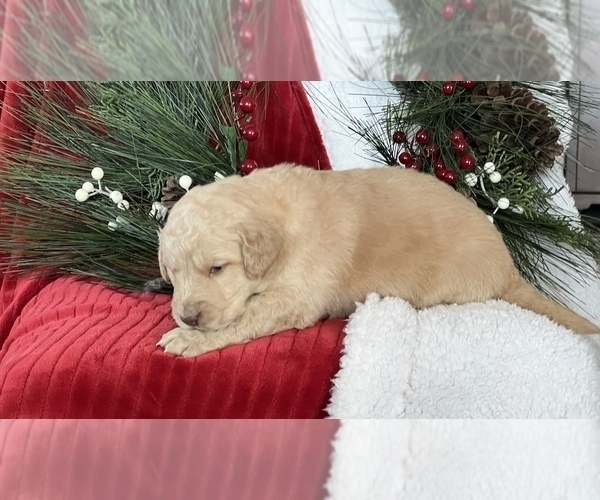 Medium Photo #4 Golden Mountain Doodle  Puppy For Sale in LA VALLE, WI, USA
