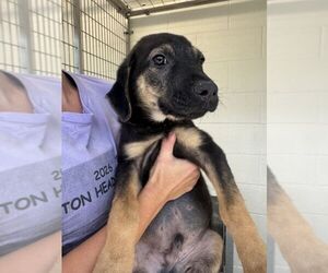 Mutt Dogs for adoption in Hilton Head, SC, USA